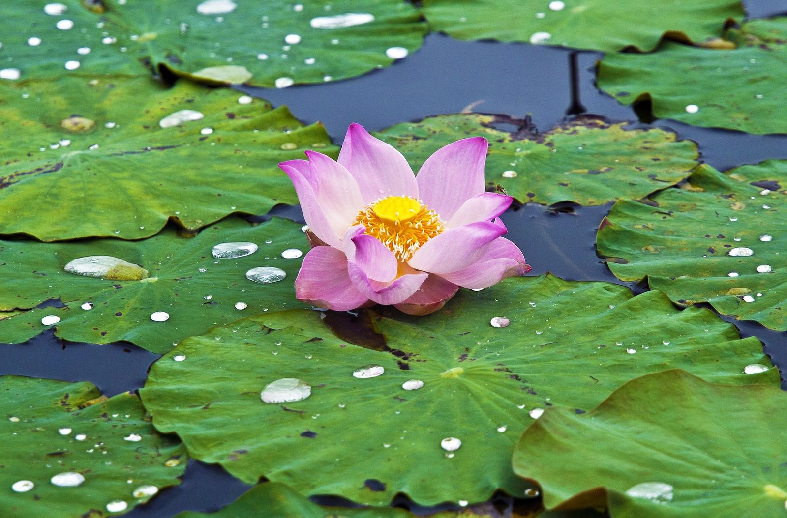 Gölde açmış pembe lotus çiçeği